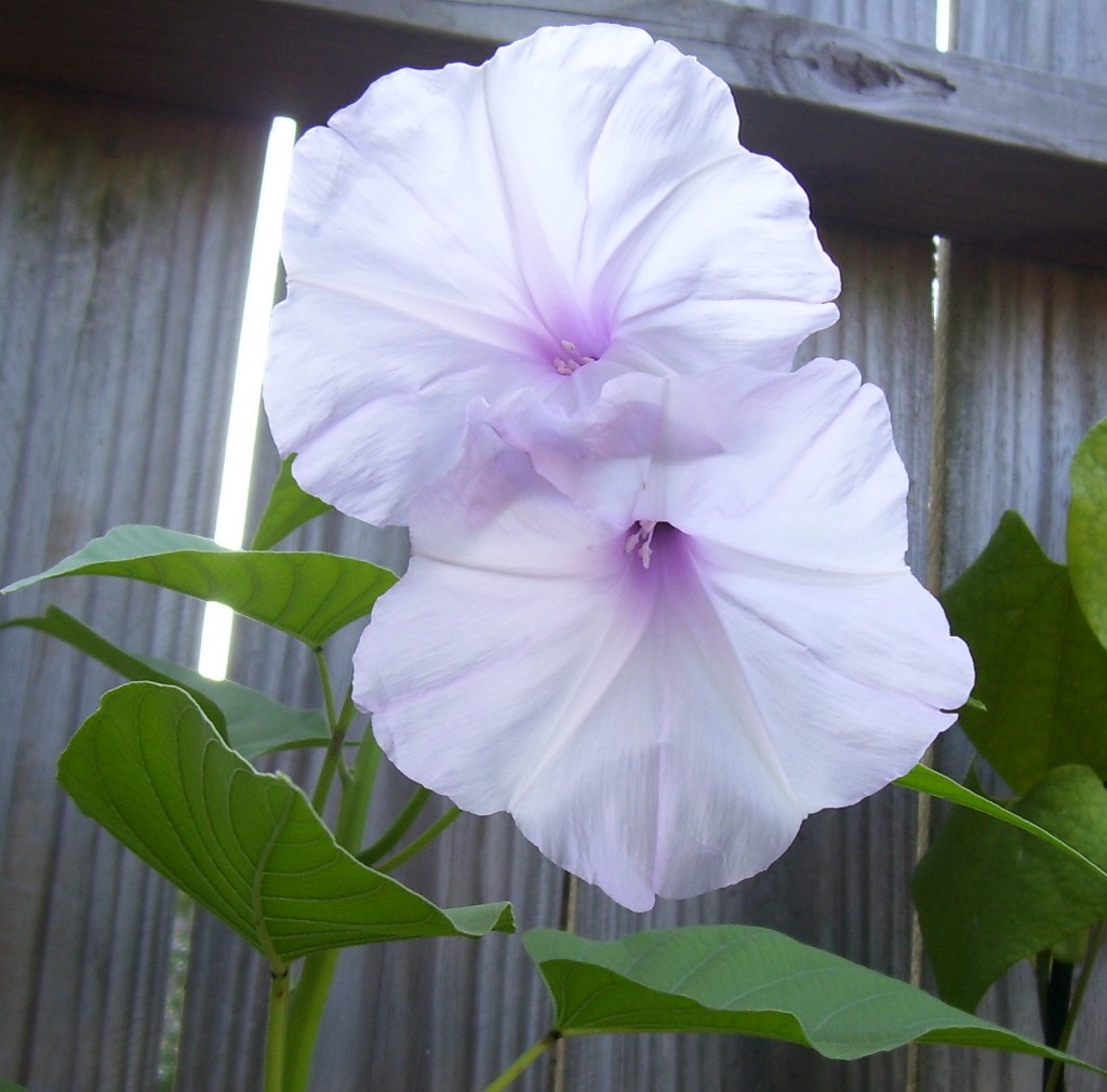 Morning Glory Tree