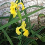 Dana Do - Yellow Iris (2)