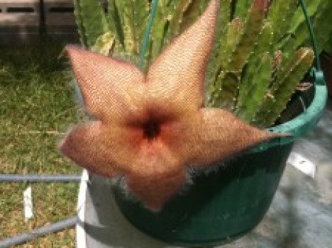 Star Fish Cactus 